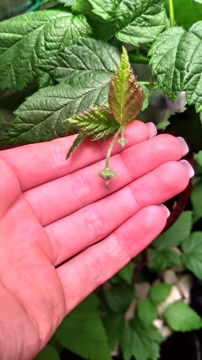 У нас тут малина цветёт в феврале😉 Еще осенью 2022 года мы купили саженцы малины и смородины.-3