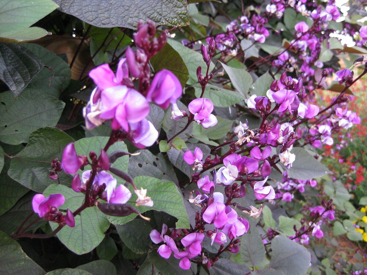 Фото из интернета