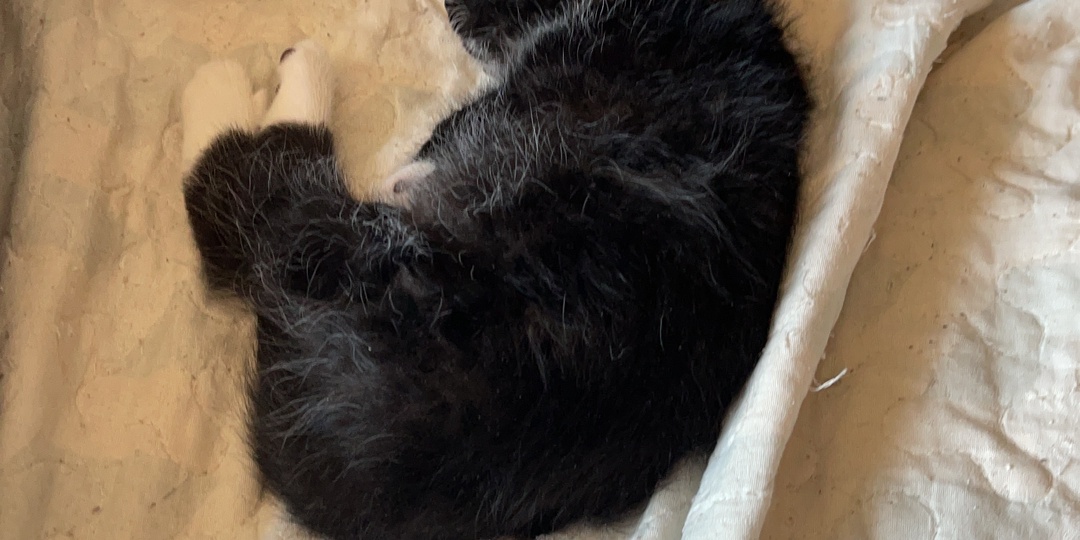 День рождение Пини