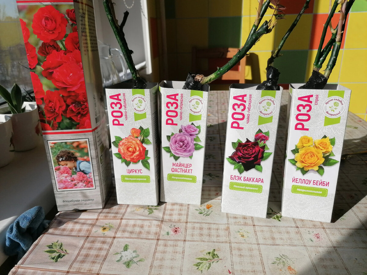 Розы от "Русского огорода" 2022 года - все пересорт. Фото автора @Маша Генералова