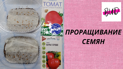 ПРОРАЩИВАНИЕ СЕМЯН.