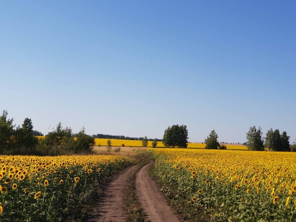 Пензенская область отзывы. Поля Пензенской области.