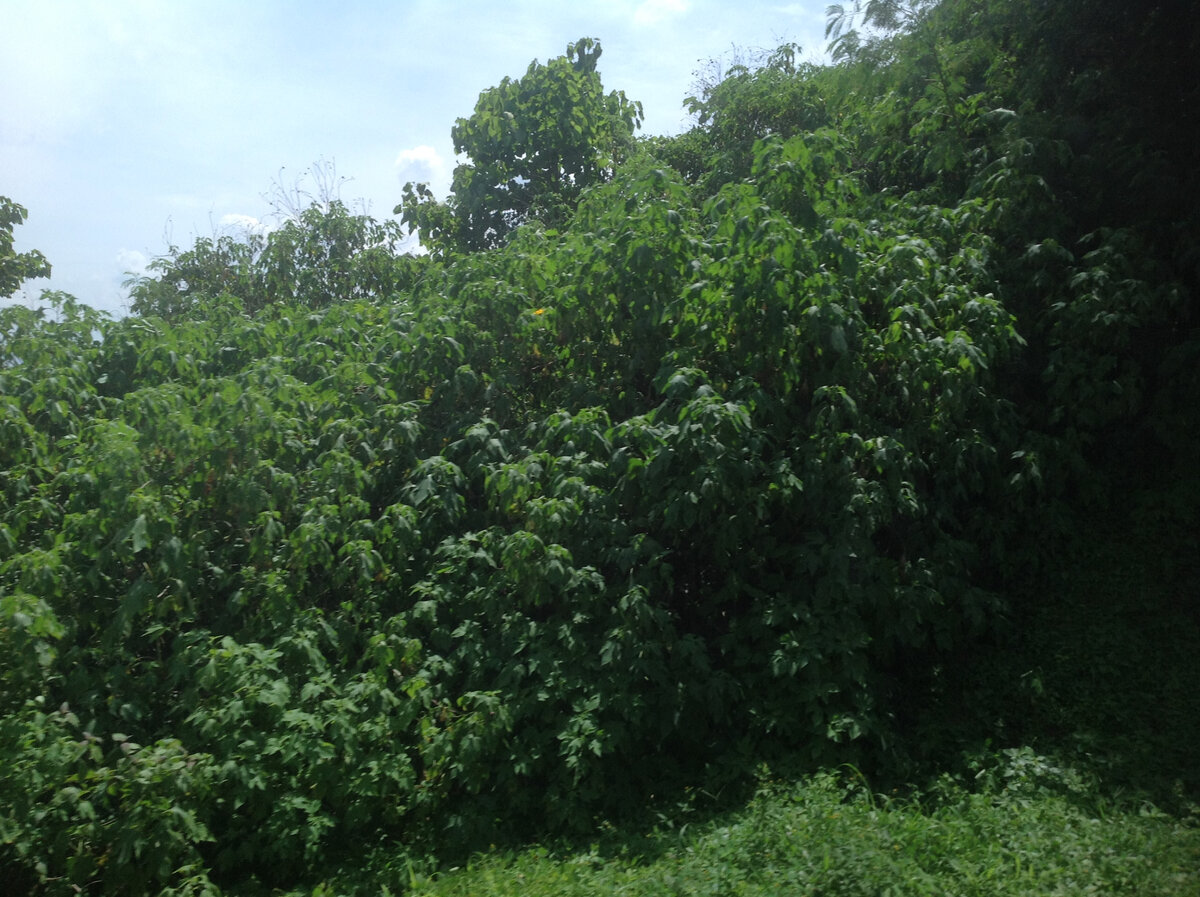 На острове Ява. Фото из личного архива.