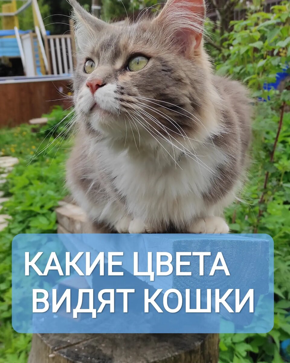 Из-за особенностей строения глаза и ночного образа жизни, наши питомцы видят мир не так, как мы. Долгое время считалось, что у кошек и собак черно-белое зрение, однако это мнение опровергнуто.