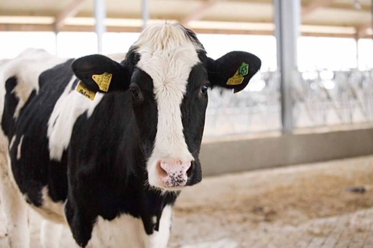    Корова убила 58-летнего мужчину в Северном районе Оренбуржья Белов Михаил Александрович