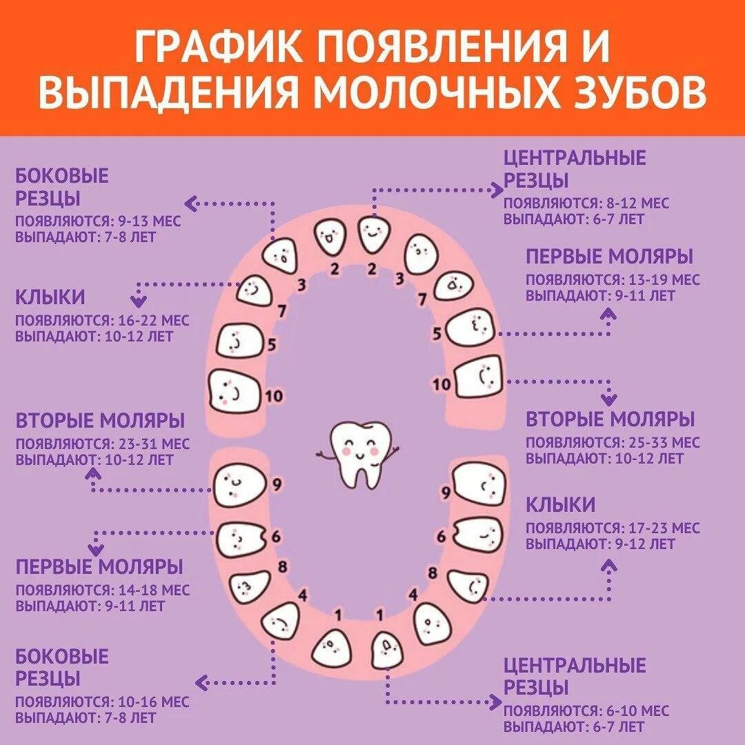 рост зубов фото