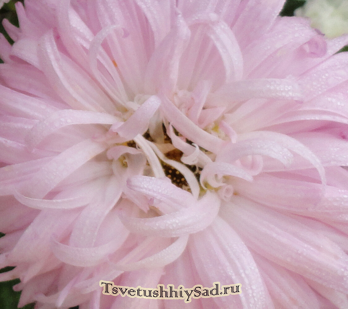 Астра низкорослая