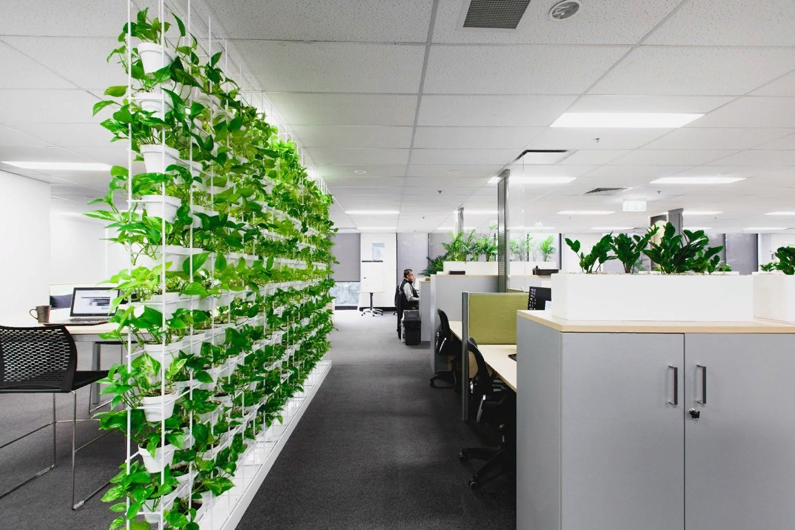 Офисные цветы. Озеленение офиса. Зелень в офисе. Растения в интерьере офиса. Для чего можно использовать помещение
