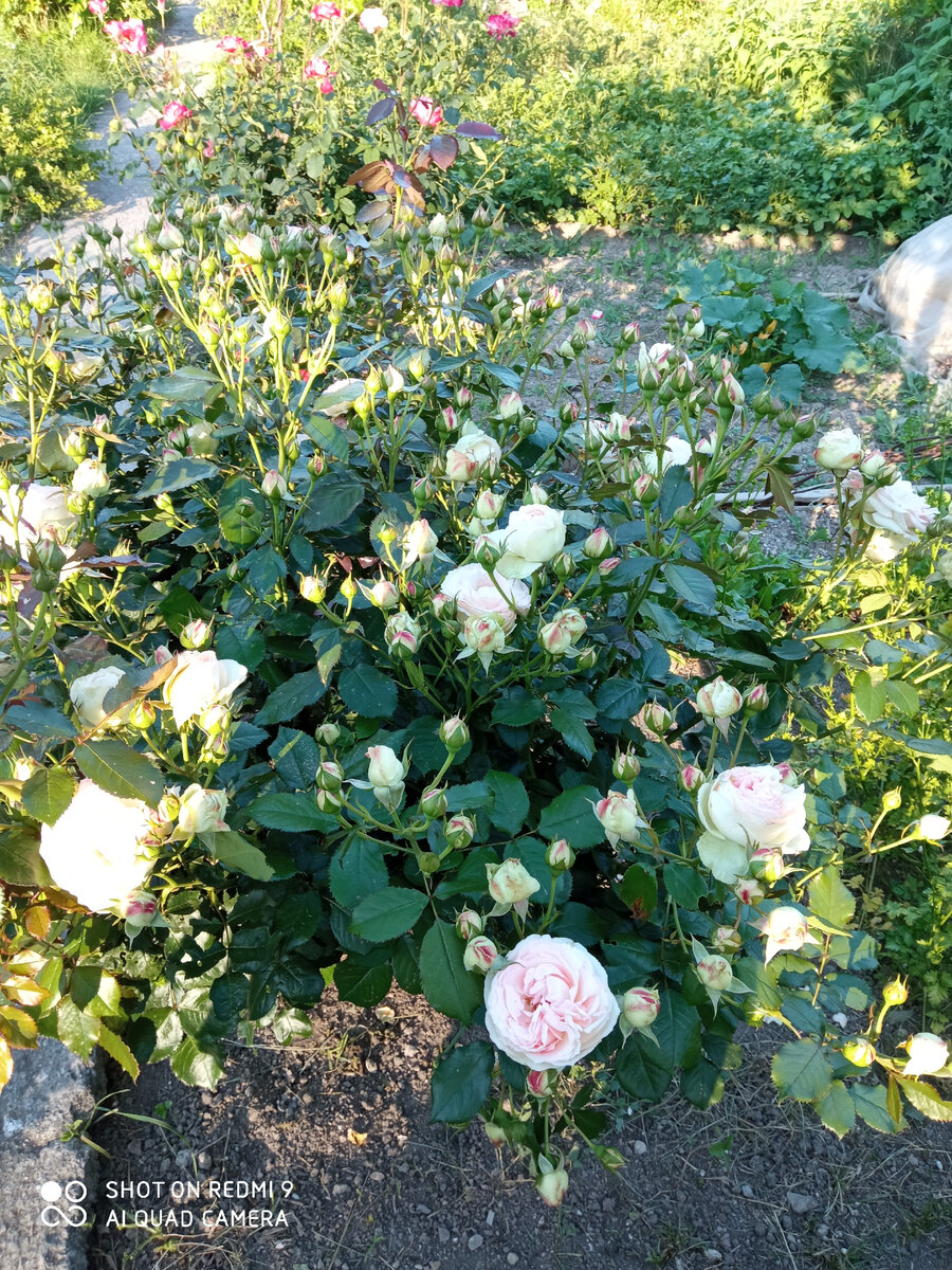Количество бутонов у Эден Роуз поражает. Фото автора.