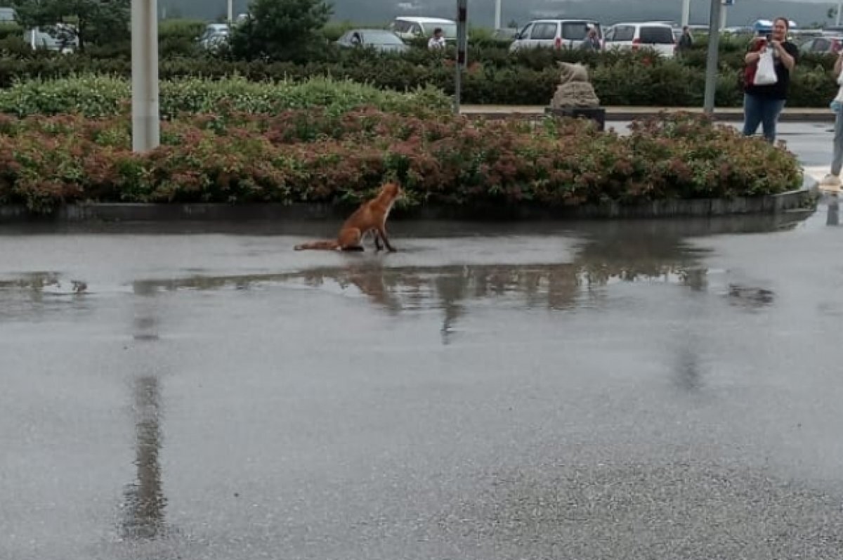    Лисы в квартире Владивостока превратили жизнь соседей в кошмар