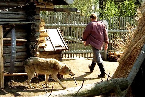 Кадр из фильма "Весьегонская волчица"