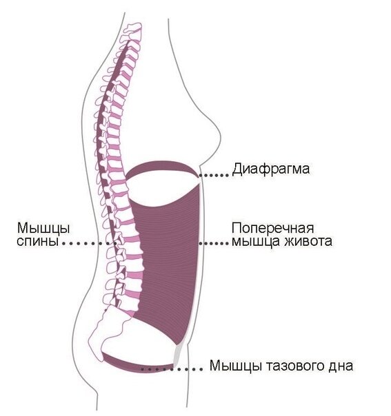 Почему выпирает живот? Часть 1 | Пикабу | Дзен