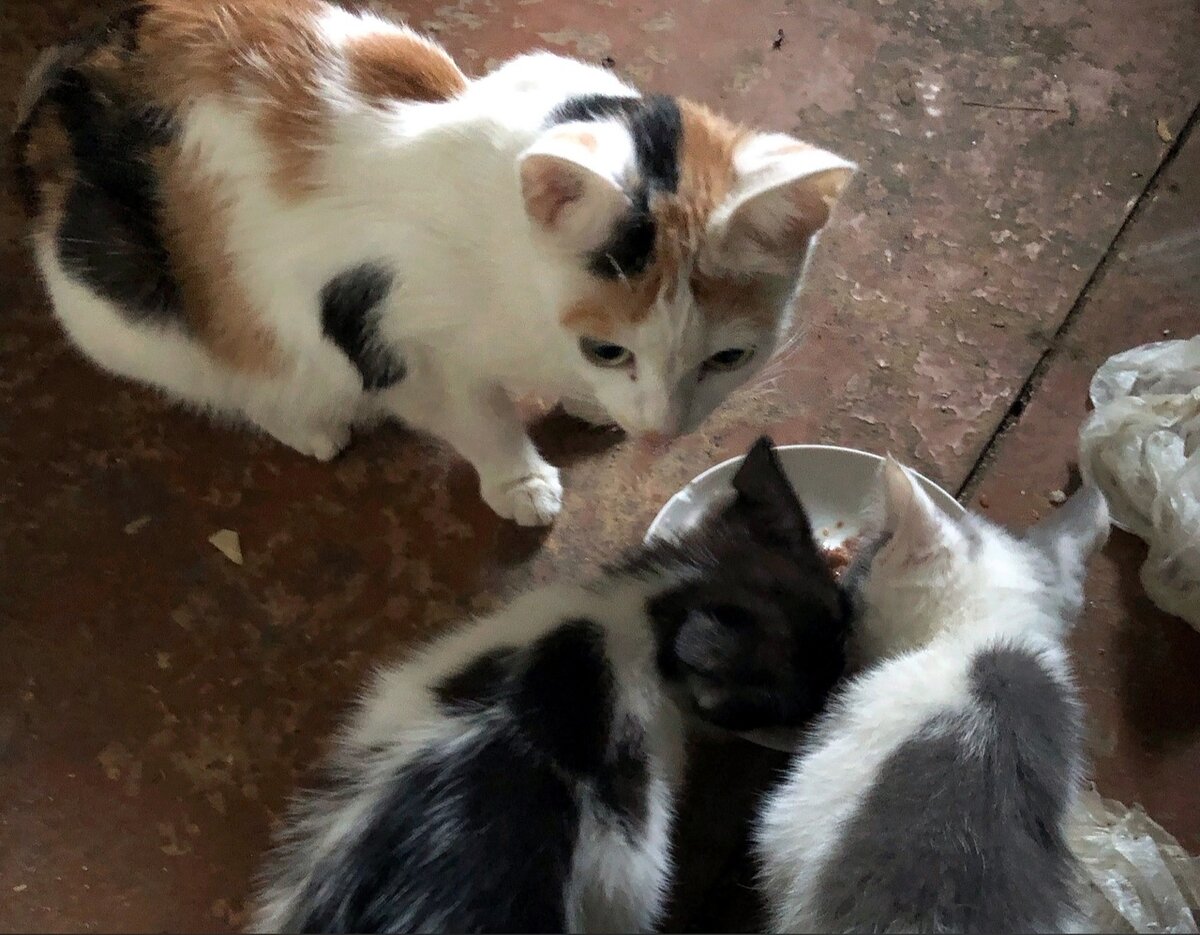 Кошечка трепетно относилась к своим детёнышам. Но её хозяйка была бесчувственной.