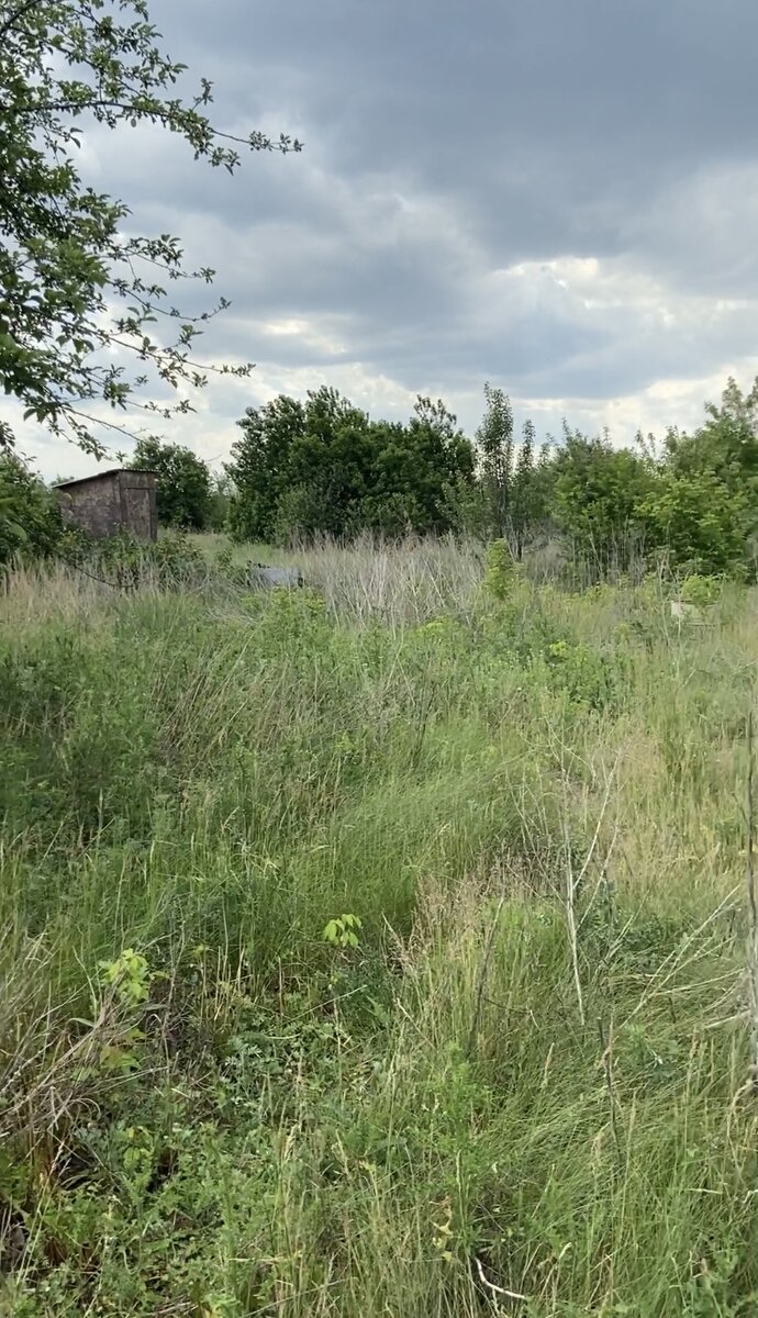 Ужасно много травы. Работы здесь было на неделю. Фото из личного архива. 