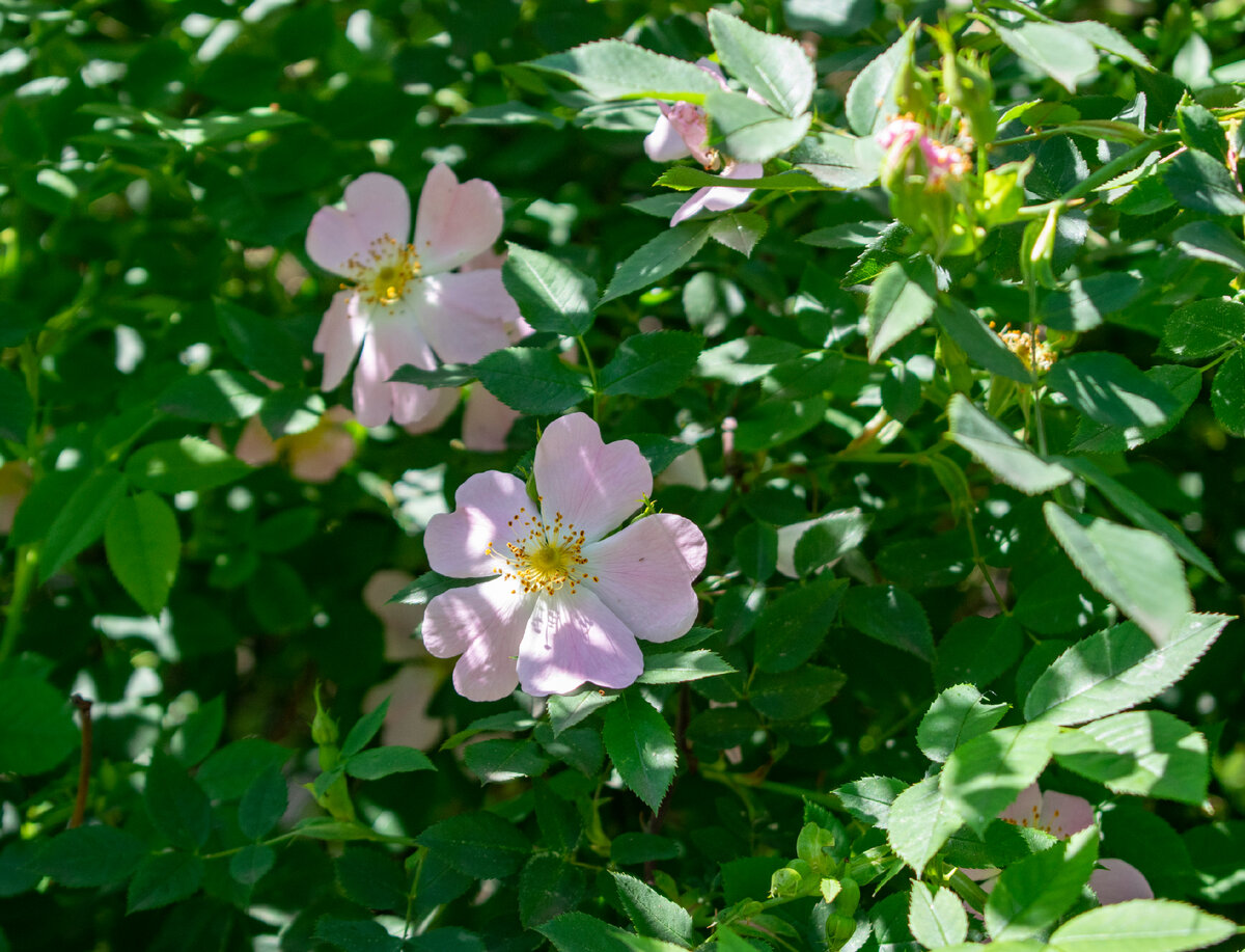 Подмосковье. Фотография автора статьи.
