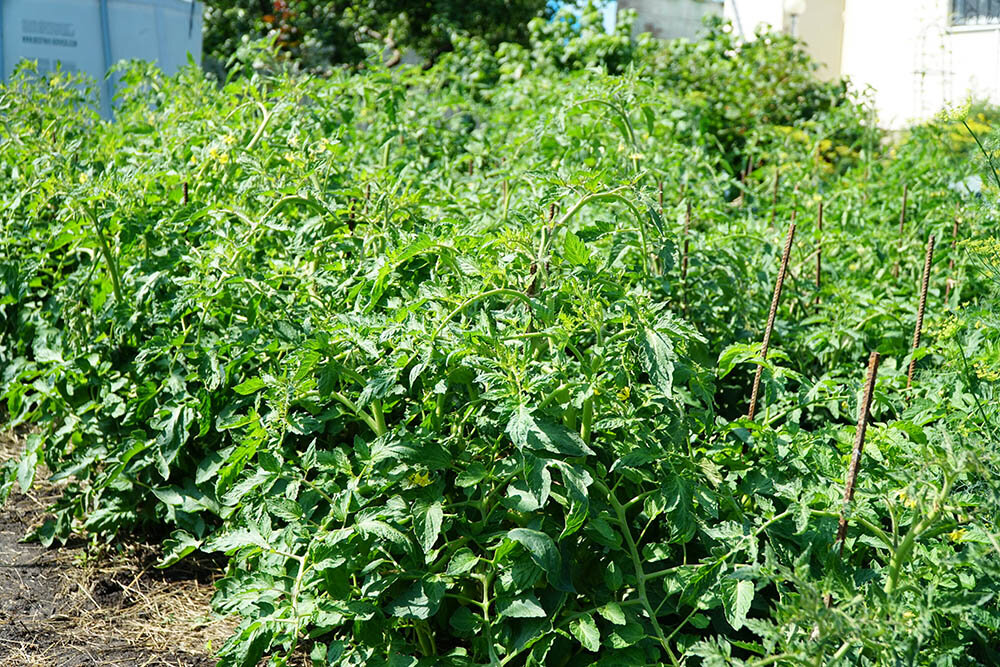 Рассаду томатов поливали раствором жидкого биогумуса. 