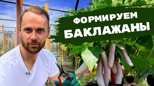 Все о формирование БАКЛАЖАНОВ | Безупречный парник своими руками. Мульчирование. Защита от болезней.