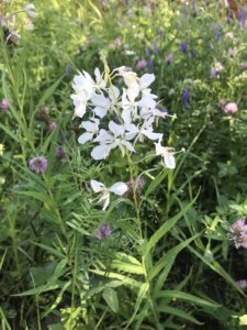    Фото: пресс-служба Витимского заповедника