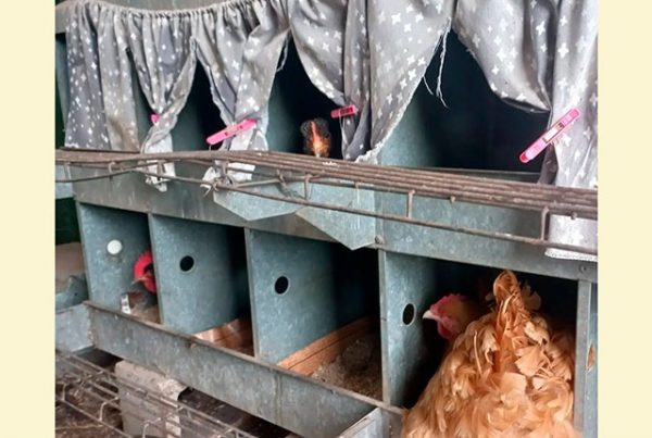 3 ингредиента смеси для повышения яйценоскости кур несушек 🥚🥚🥚