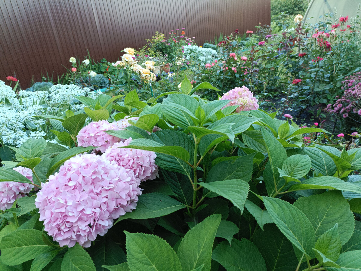 Гортензия крупнолистная и часть моих роз, весенней посадки