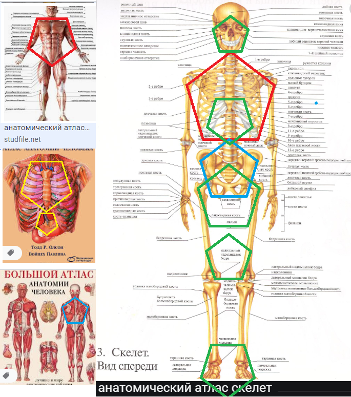Анатомическое строение человека внутренние органы фото с надписями