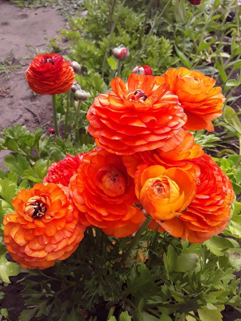 Ранункулюс, сорт Orange