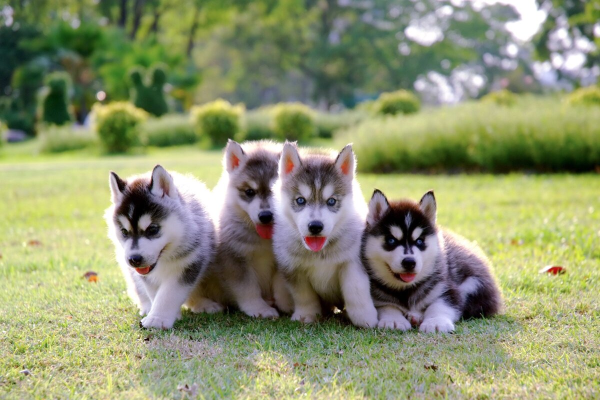 Фото: https://www.goodfon.ru/download/shchenki-khaski-malyshi-park-luzhaika-husky-puppy-cute-dog-p/3000x2000/