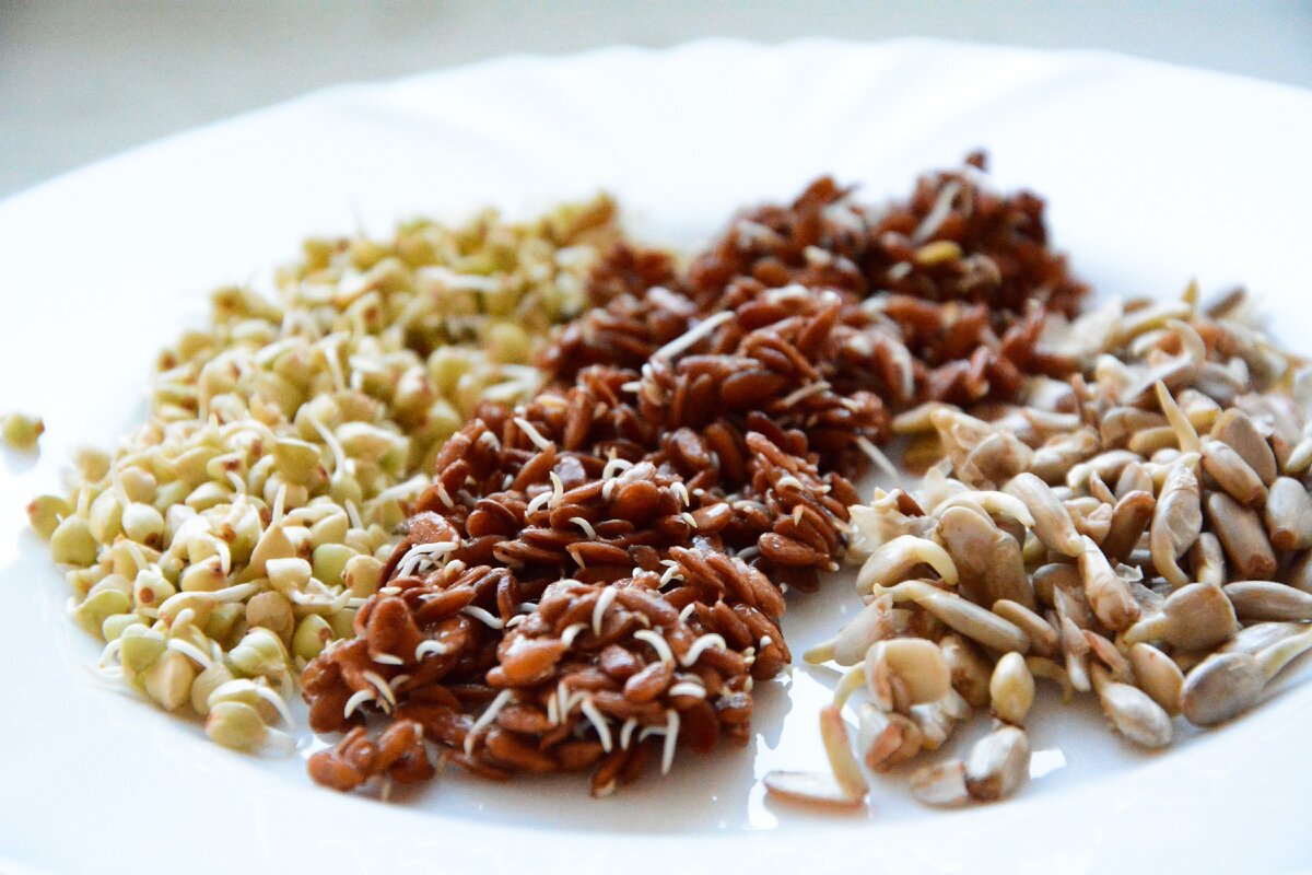 Проростки зелёной гречки, льна и подсолнечника