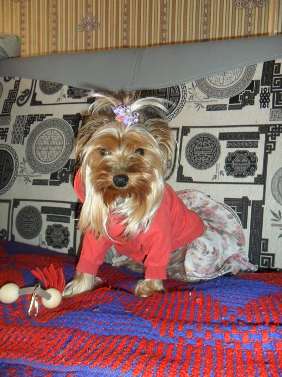 Мой йоркширский терьер - Мэгги