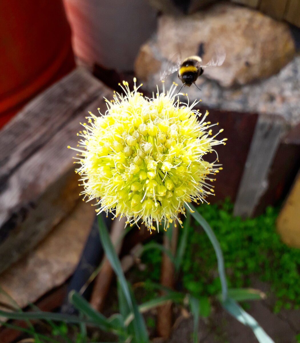 Шмель для разрядки обстановки. Фото автора