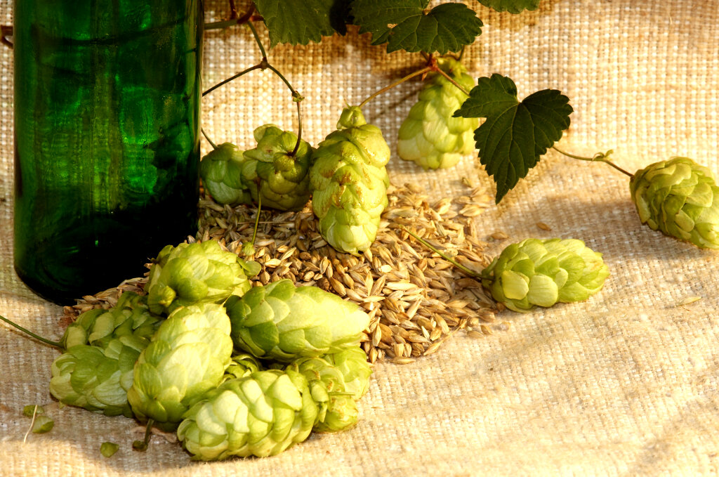 Хмель обыкновенный шишки. Как использовать шишки хмеля. Хмель/humulus. Шишки хмеля растение. Шишки хмеля сушеные.