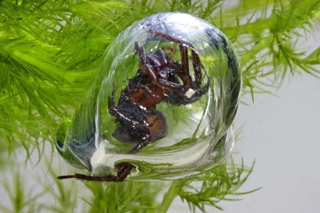 Паутина колокол