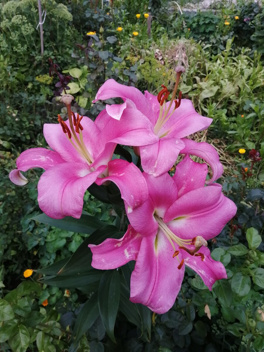 Голубые розы - фантастика или реальность?