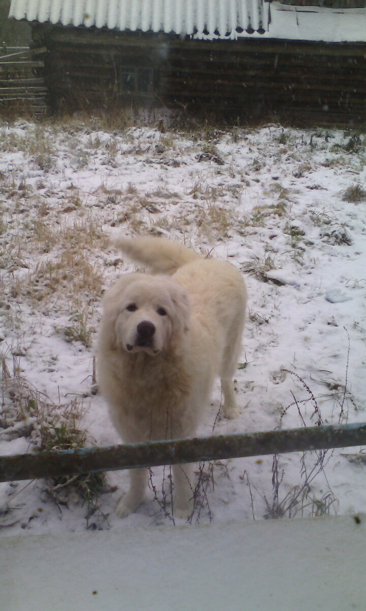 мареммо-абруцкая овчарка Гера