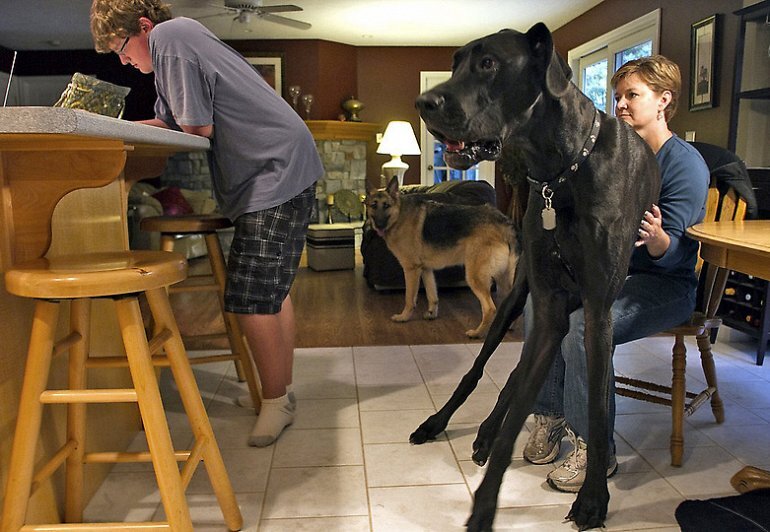 Самые большие собаки в мире, фото ТОП