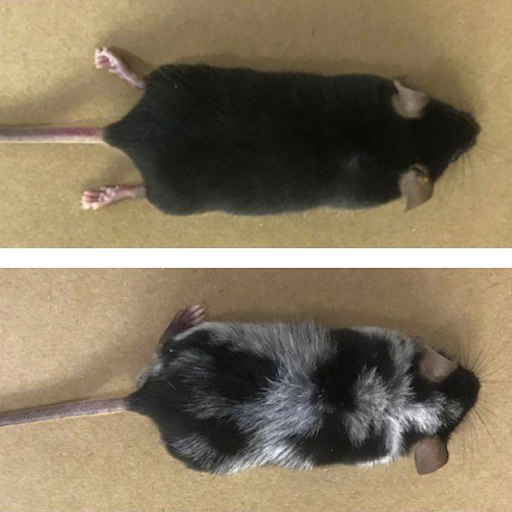 Вот так начинают седеть лабораторные мыши. Картинка из Интернета