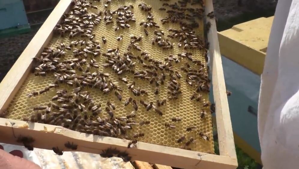 Отстройка сотов