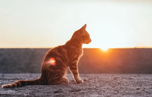 https://pixabay.com/ru/photos/
