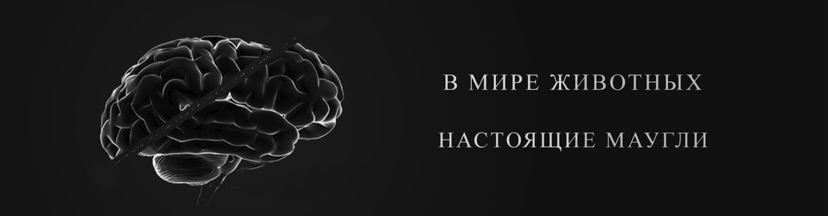 В мире животных: настоящие маугли