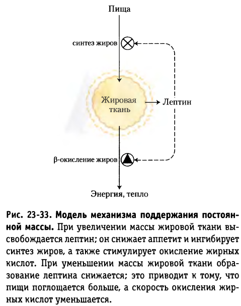 Система  лептина (Ленинджер)