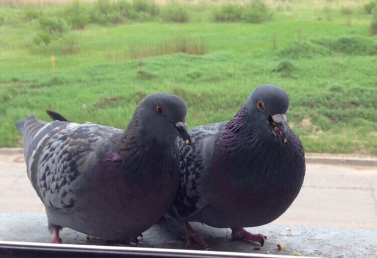 Практически все голуби заражены блохами и клещами 