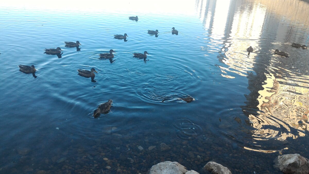 Ондатра хитро таскала хлеб у уточек