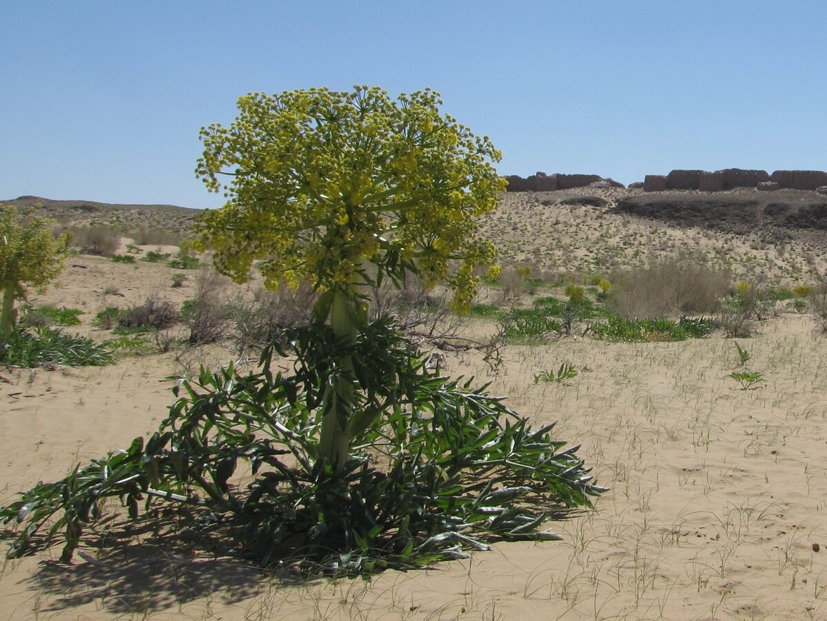 Это растение в природе трудно не заметить. Оно часто растёт обособлено.