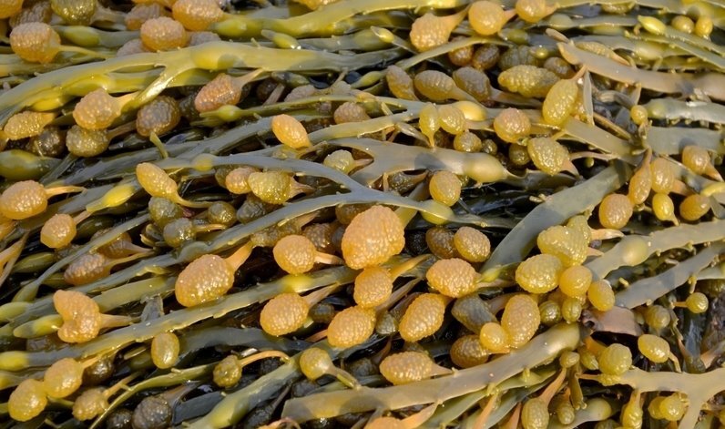 Водоросли Фукус.