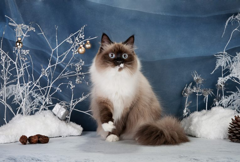 Яндекс Картинки