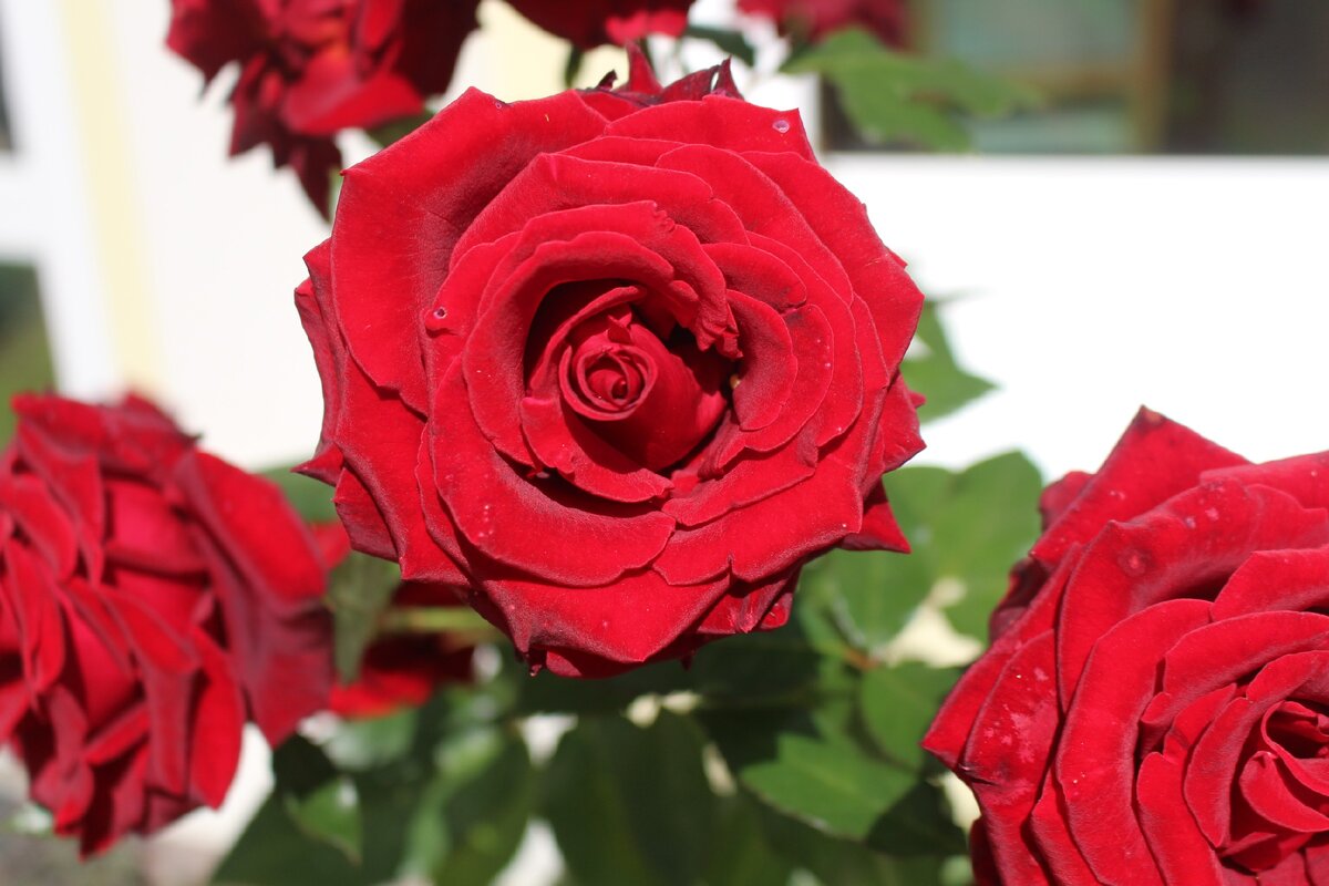 Мой сад 5 августа