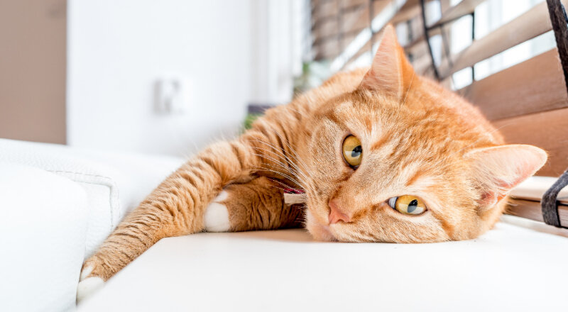 Позаботьтесь о безопасности своих питомцев