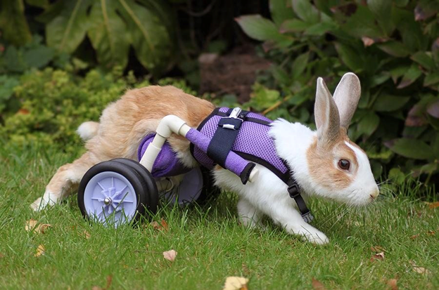 Это зайка, у которого отказали ножки. И его очень любят его люди! Даже при невозможности восстановить двигательные функции задних лапок, они обеспечили ему нормальную счастливую жизнь! Фото из Яндекс.Картинки.