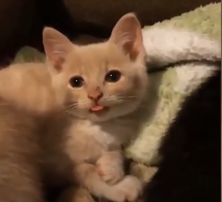 Забавные кошки и коты
