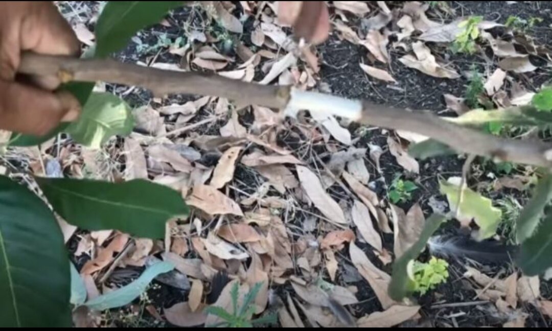 Находит подходящую ветку и снимаем с нее кору.